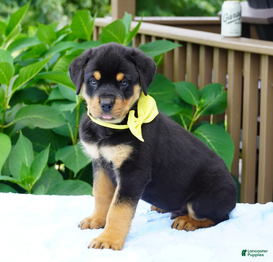 Rottweiler dogs for sale: RAMBO - Ad 4