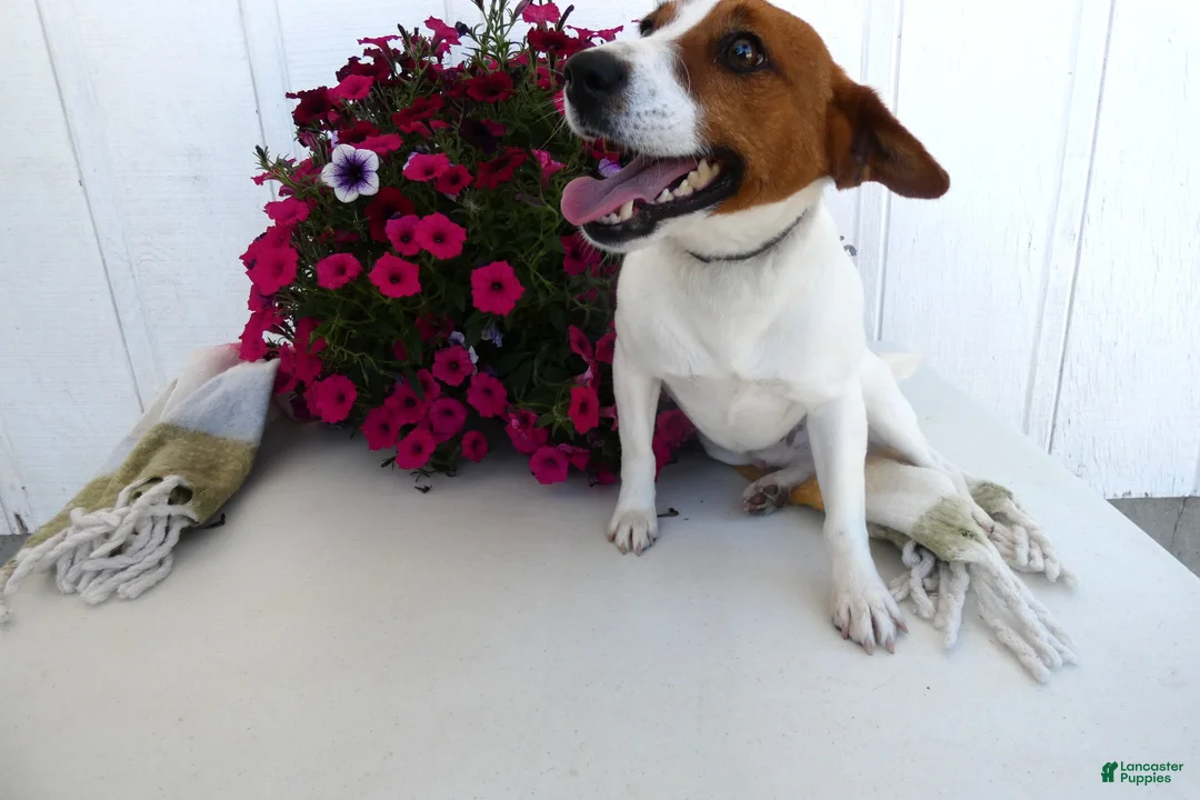 Jack Russell Terrier dogs for sale: Jack Russell Terrier Puppy 1 Max - Ad 1