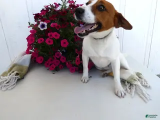 Jack Russell Terrier dogs Jack Russell Terrier Puppy 1 Max - Ad 29