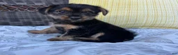 Shorkie dogs for sale: Emma - Ad 6