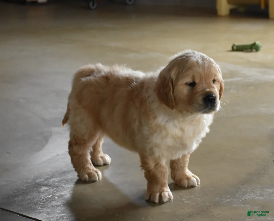 Golden Retriever dogs for sale: Buster  Genteic/OFA - Ad 13