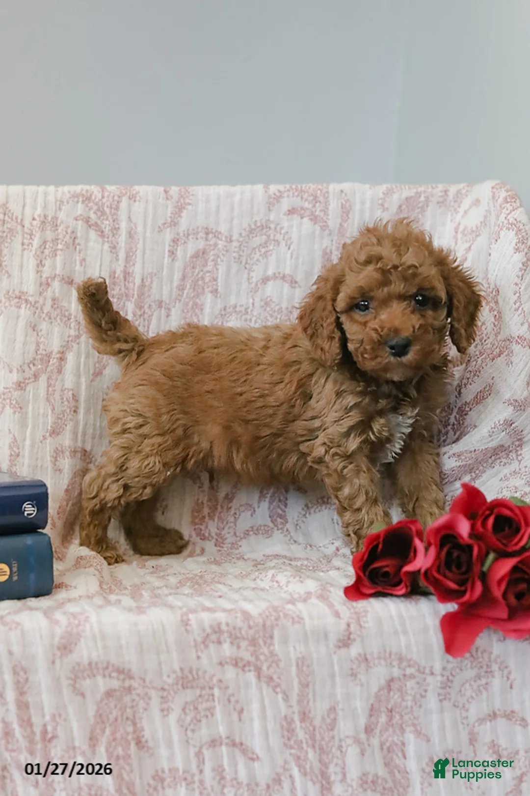 Cockapoo dogs for sale: Jerry - Ad 3