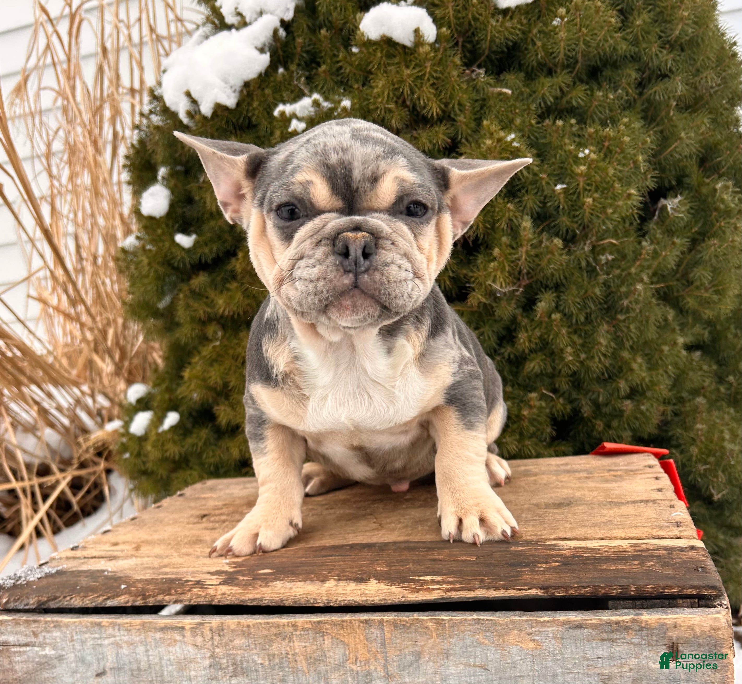 French Bulldog dogs Frankie - Ad 32