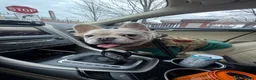 French Bulldog dogs for sale: French Bulldog 2 - Ad 4