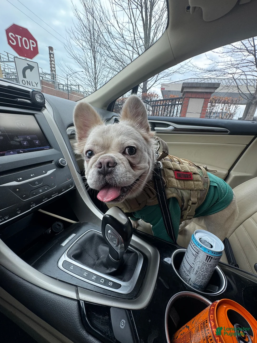 French Bulldog dogs for sale: French Bulldog 2 - Ad 4