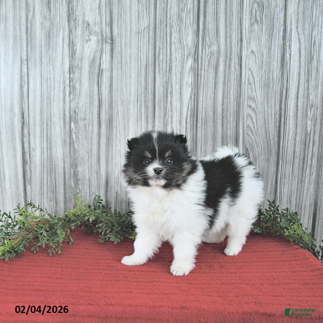 Pomeranian dogs for sale: Cody - Ad 4