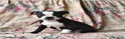 Boston Terrier dogs for sale: Hazel - Ad 9