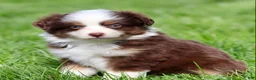 Miniature Australian Shepherd dogs for sale: Jay - Ad 1