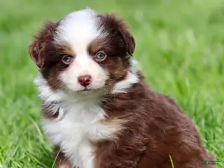 Miniature Australian Shepherd dogs for sale: Jay - Ad 3