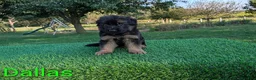 German Shepherd dogs for sale: Dallas - Ad 4