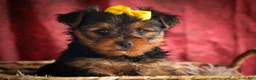 Yorkshire Terrier dogs for sale: DIESEL - Ad 6