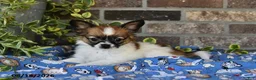 Papillon dogs for sale: Anastasia - Ad 4