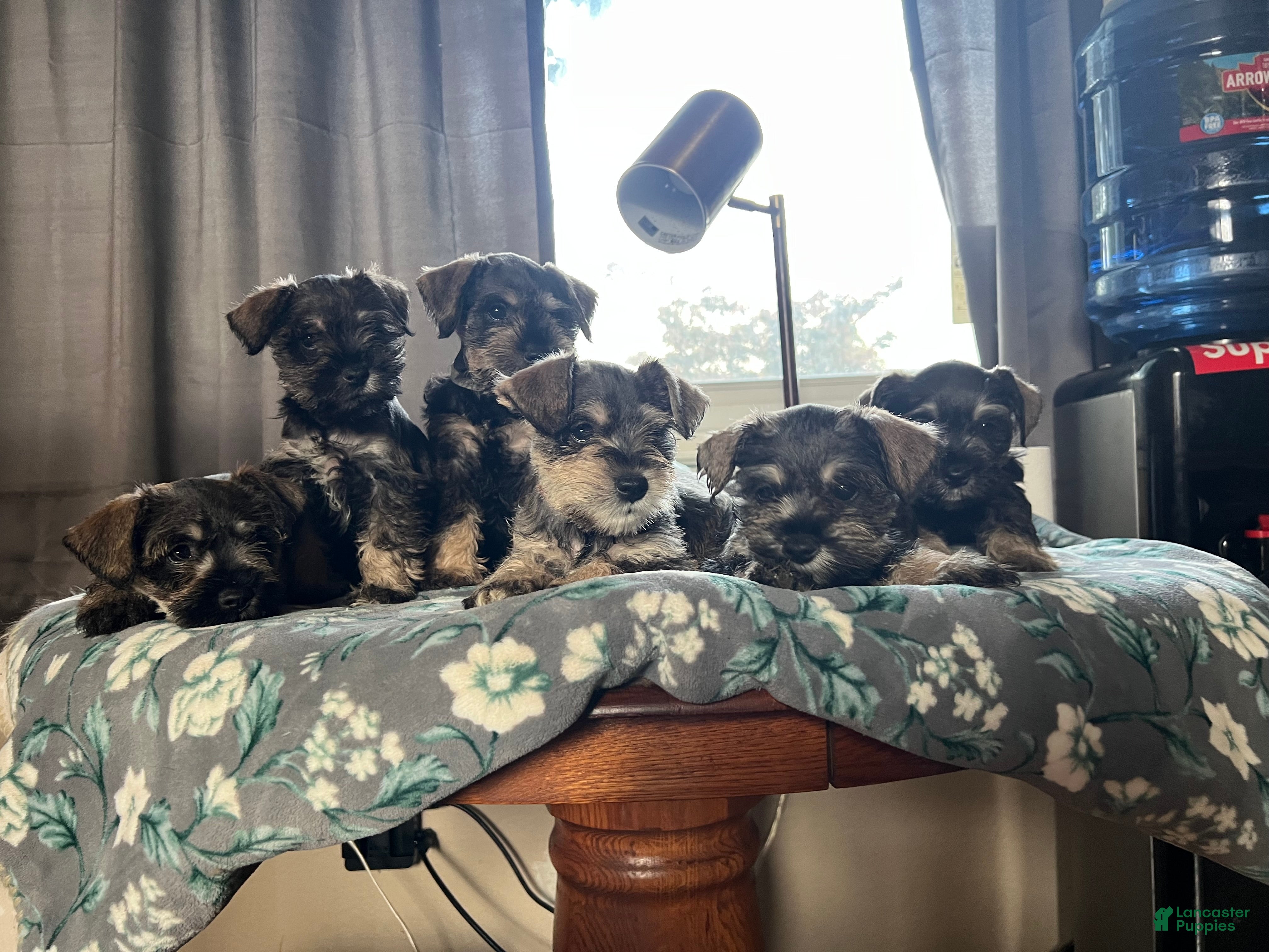 Miniature Schnauzer dogs Miniature Schnauzer Puppy 4 - Ad 2