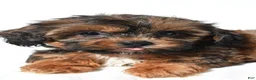 Shihpoo dogs for sale: Connor - Ad 3