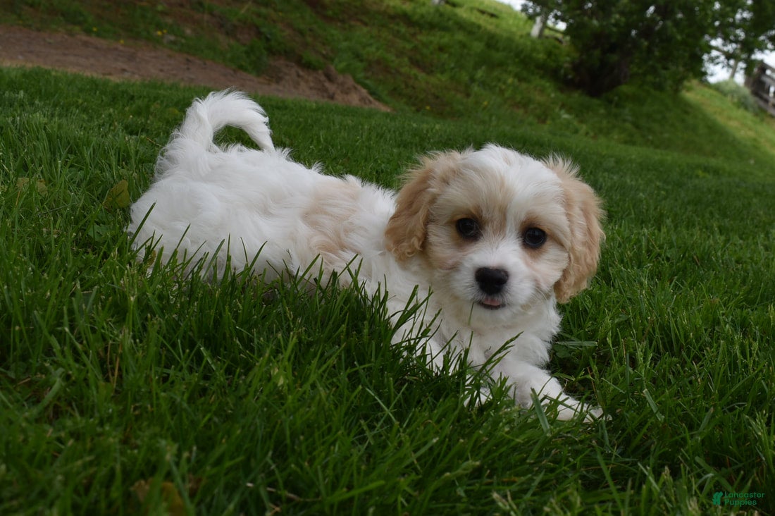 Cavachon dogs Brutus - Ad 1