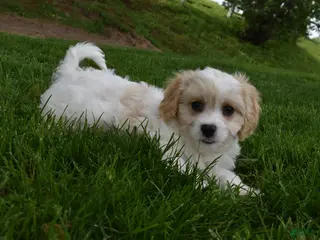 Cavachon dogs for sale: Brutus - Ad 2
