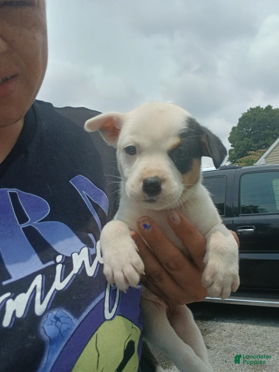 Mixed Breed dogs for sale: Zola - Ad 3