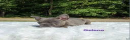 Frenchton dogs for sale: Galena  - Ad 7