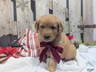 Golden Retriever dogs Star - Ad 11