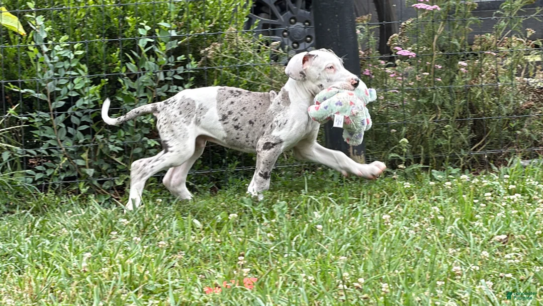 Great Dane dogs for sale: Patches Great Dane  - Ad 2