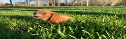 Miniature Dachshund dogs for sale: Miniature Dachshund Puppy 1 - Ad 2
