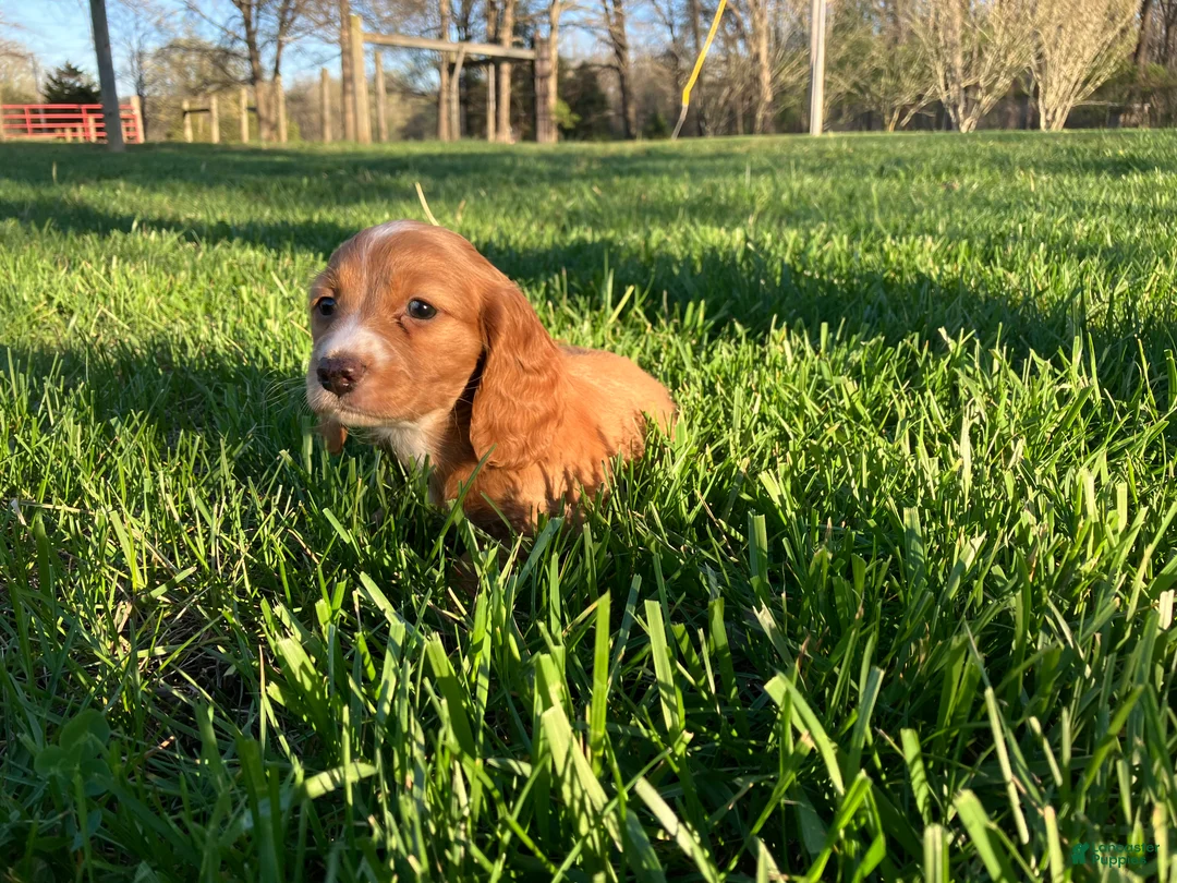 Miniature Dachshund dogs for sale: Miniature Dachshund Puppy 1 - Ad 2