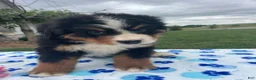 Bernese Mountain Dog dogs for sale: Bear - Ad 4
