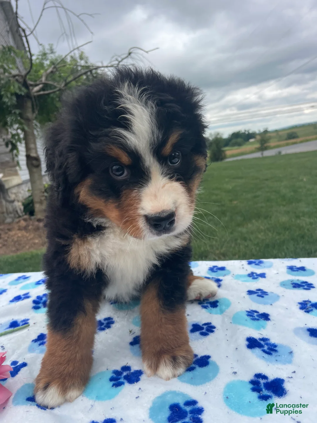 Bernese Mountain Dog dogs for sale: Bear - Ad 4