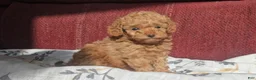 Miniature Poodle dogs for sale: Rosie  - Ad 8