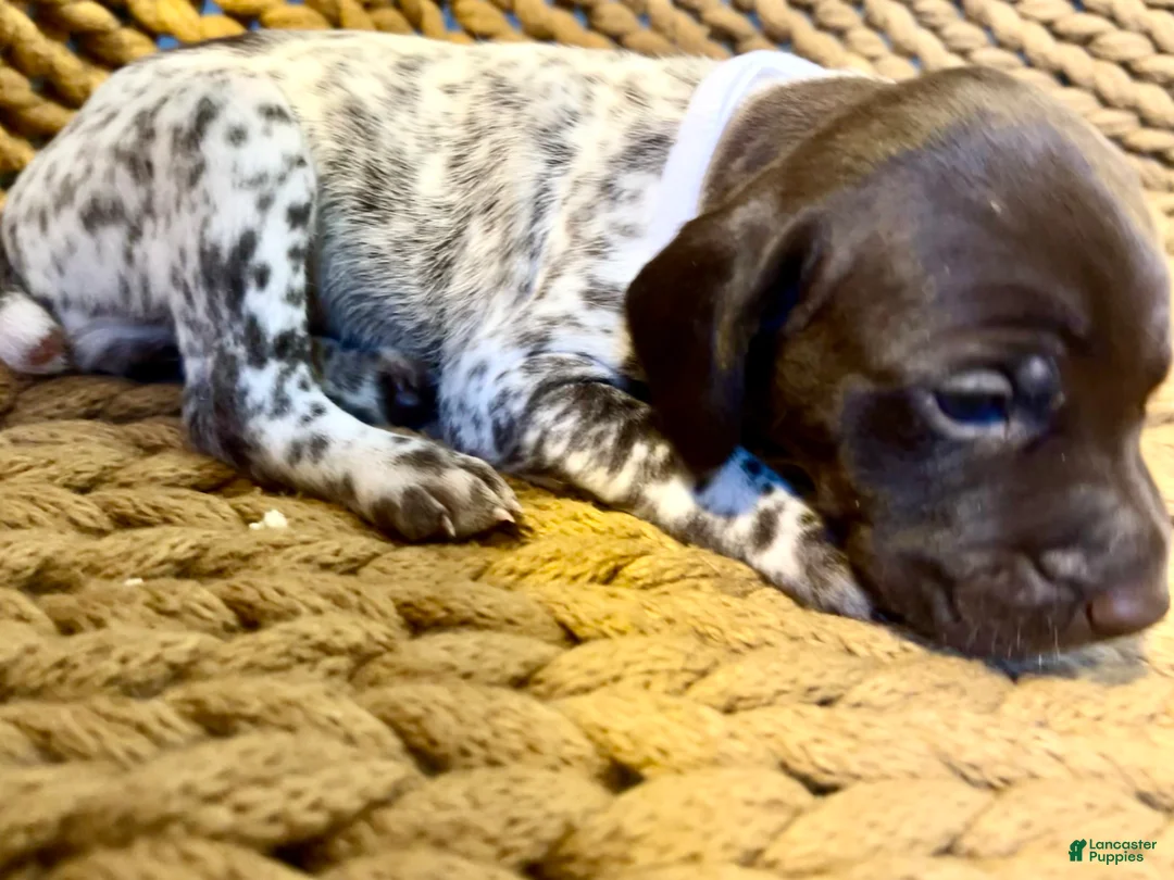 German Shorthaired Pointer dogs for sale: German Shorthaired Pointer Puppy 6 - Ad 2