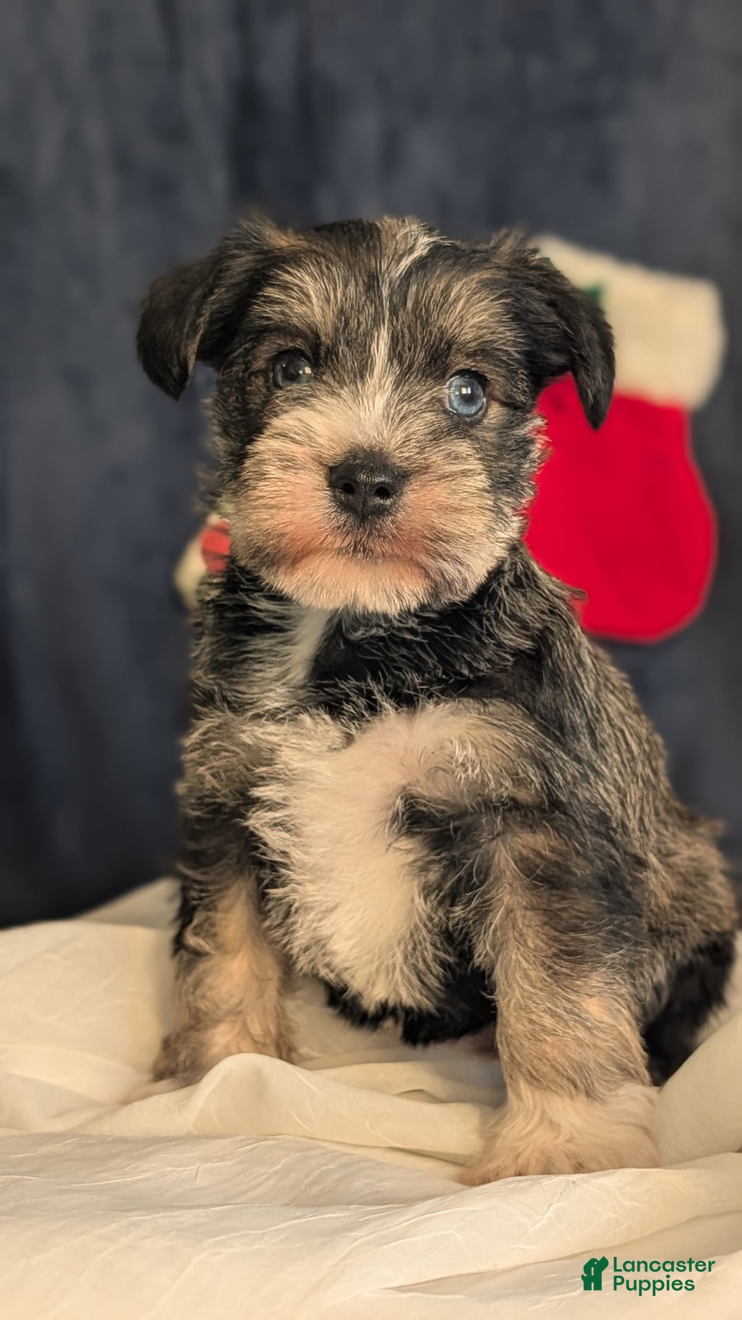 Miniature Schnauzer dogs for sale: Willow  - Ad 7