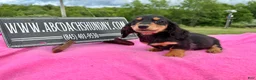 Miniature Dachshund dogs for sale: Russian -Sale - Ad 2