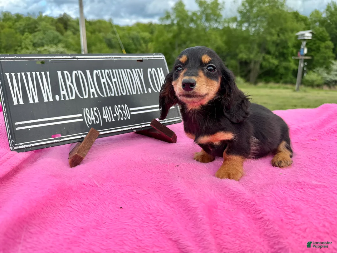 Miniature Dachshund dogs for sale: Russian -Sale - Ad 2