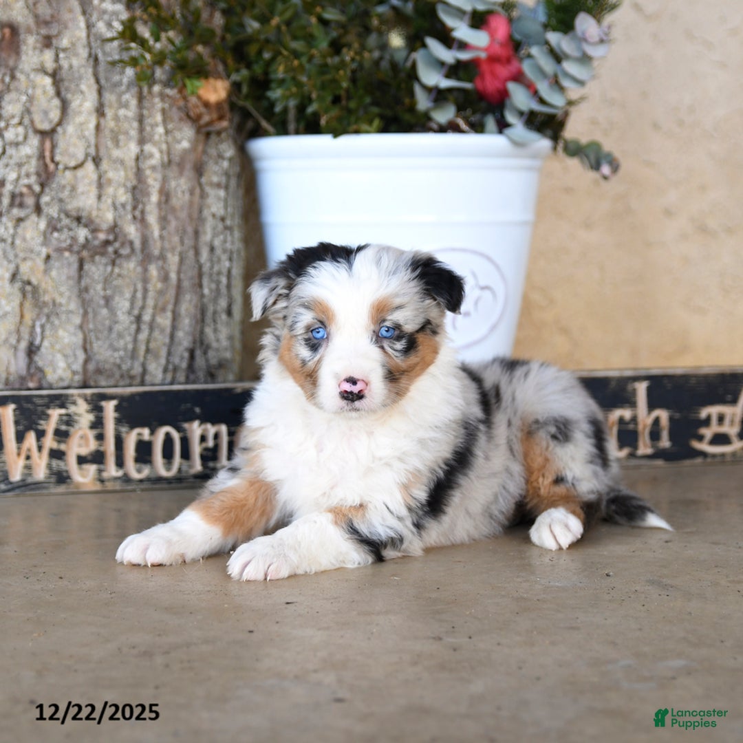 Australian Shepherd dogs for sale: Patrick - Ad 4