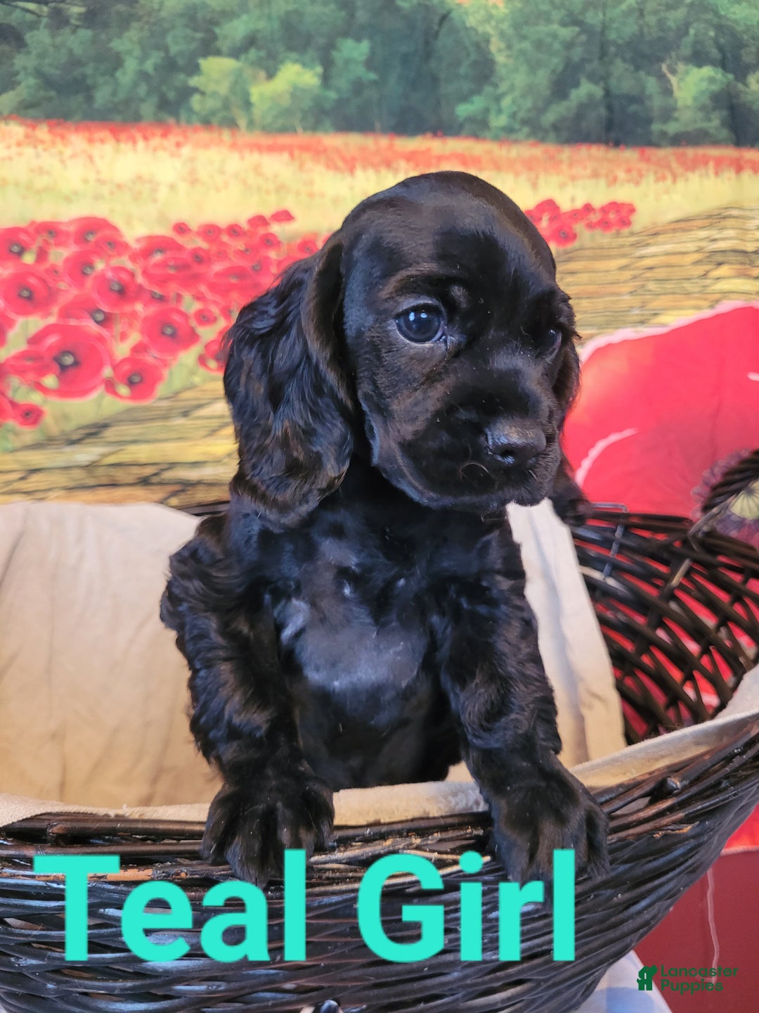 Cockapoo dogs for sale: Teal Girl  - Ad 4