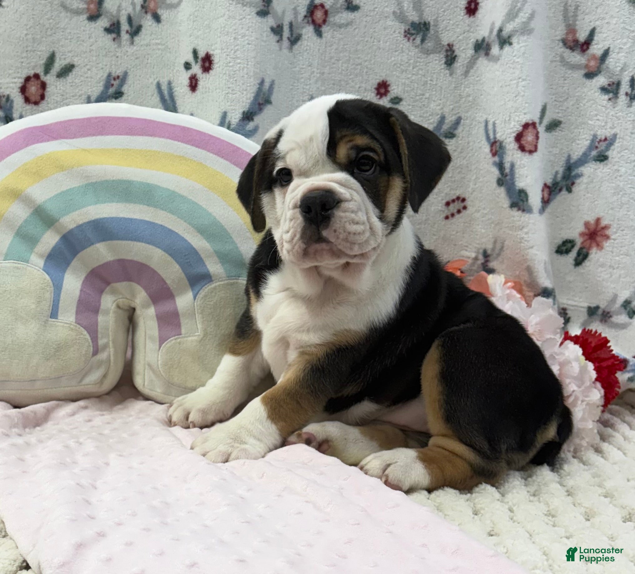 English Bulldog dogs Darla - Ad 1