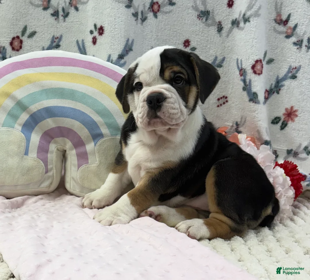 English Bulldog dogs for sale: Darla - Ad 1