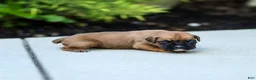 Boxer dogs for sale: Ninja Boxer  - Ad 5