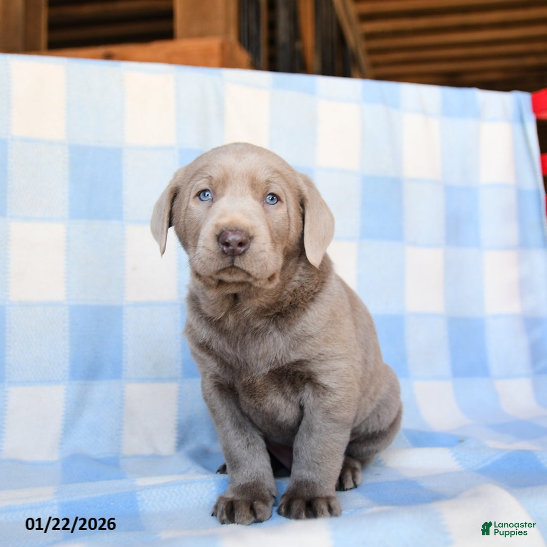 Labrador Retriever dogs for sale: Dusty - Ad 1