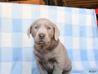 Labrador Retriever dogs Dusty - Ad 20