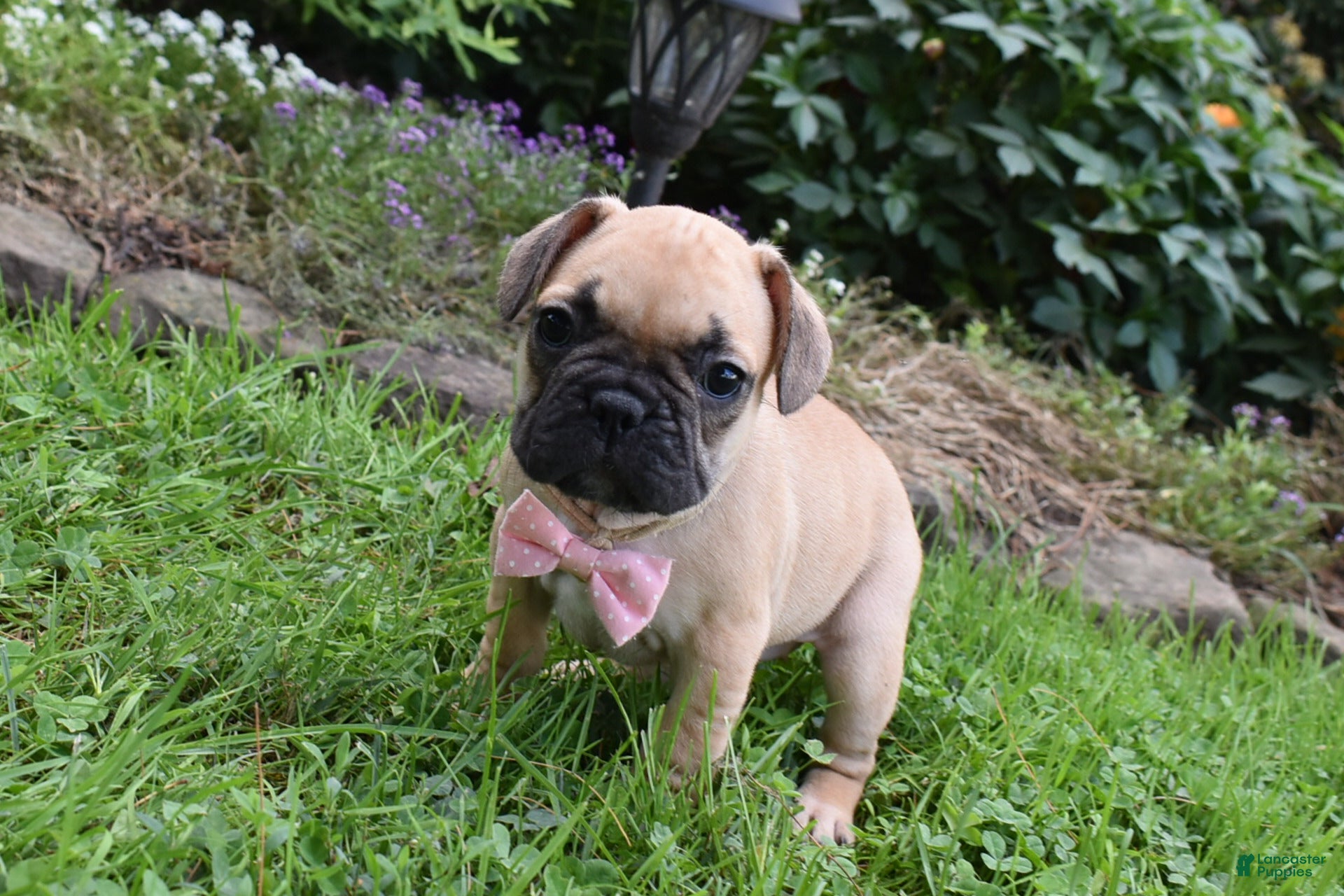 Frug dogs Monica  - Ad 2