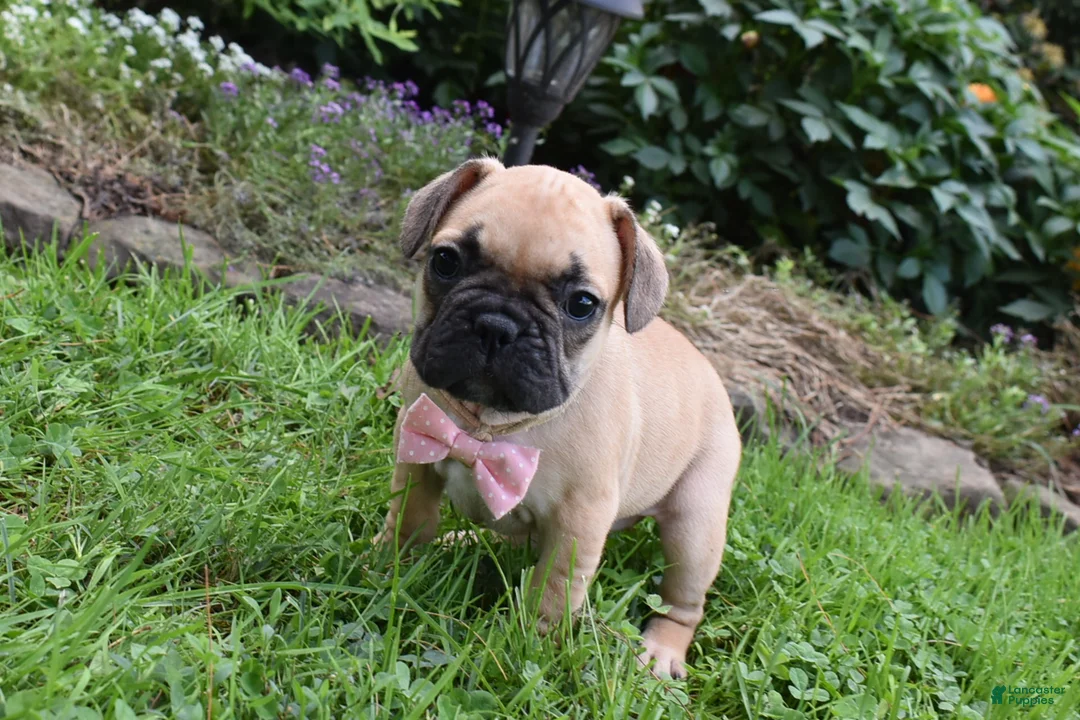 Frug dogs for sale: Monica  - Ad 2