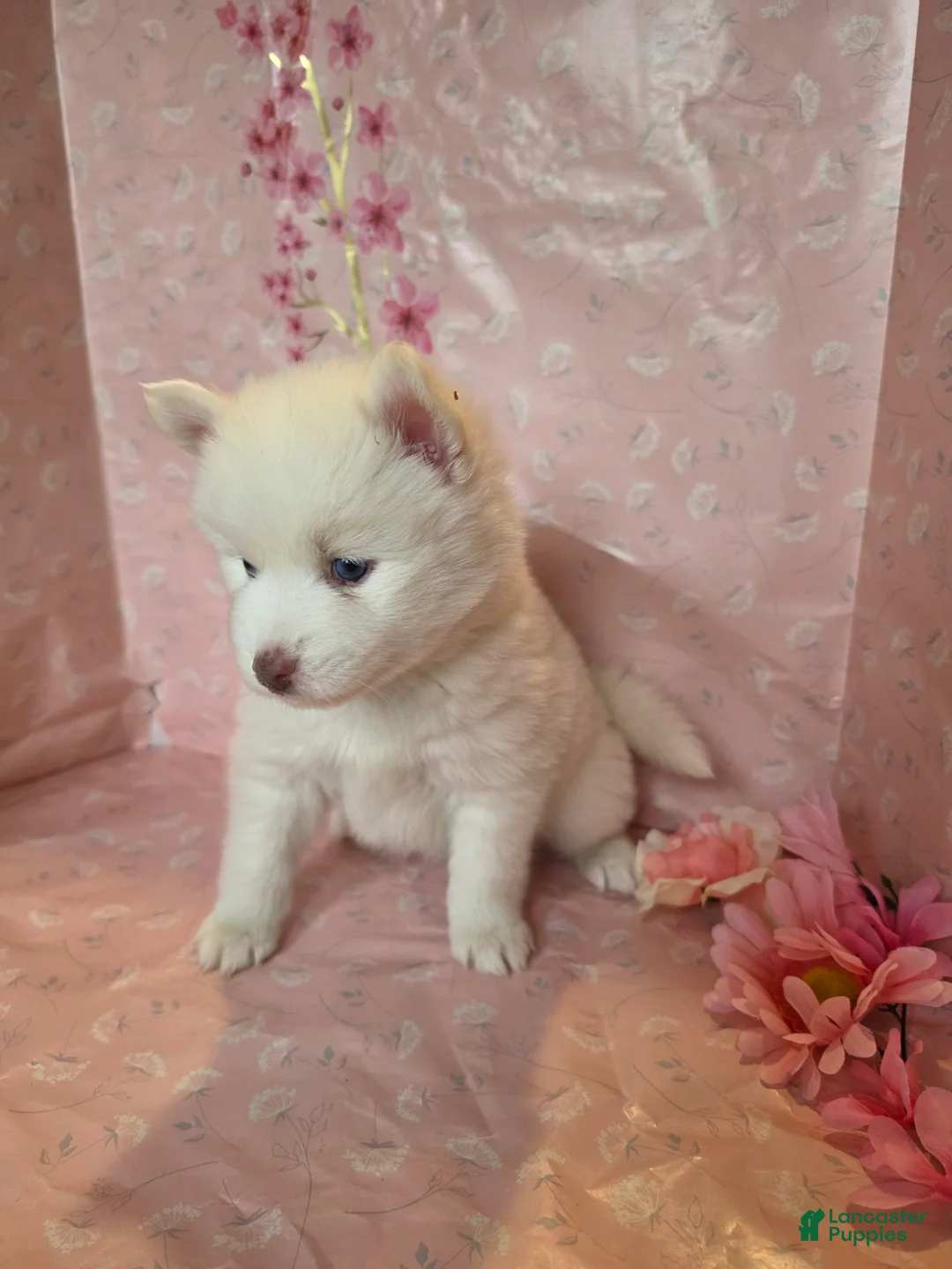 Pomsky dogs for sale: FRED - Ad 2