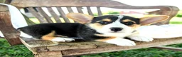 Welsh Corgi Pembroke dogs for sale: Renita - Ad 3