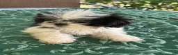 Shih Tzu dogs for sale: LEIA - Ad 6