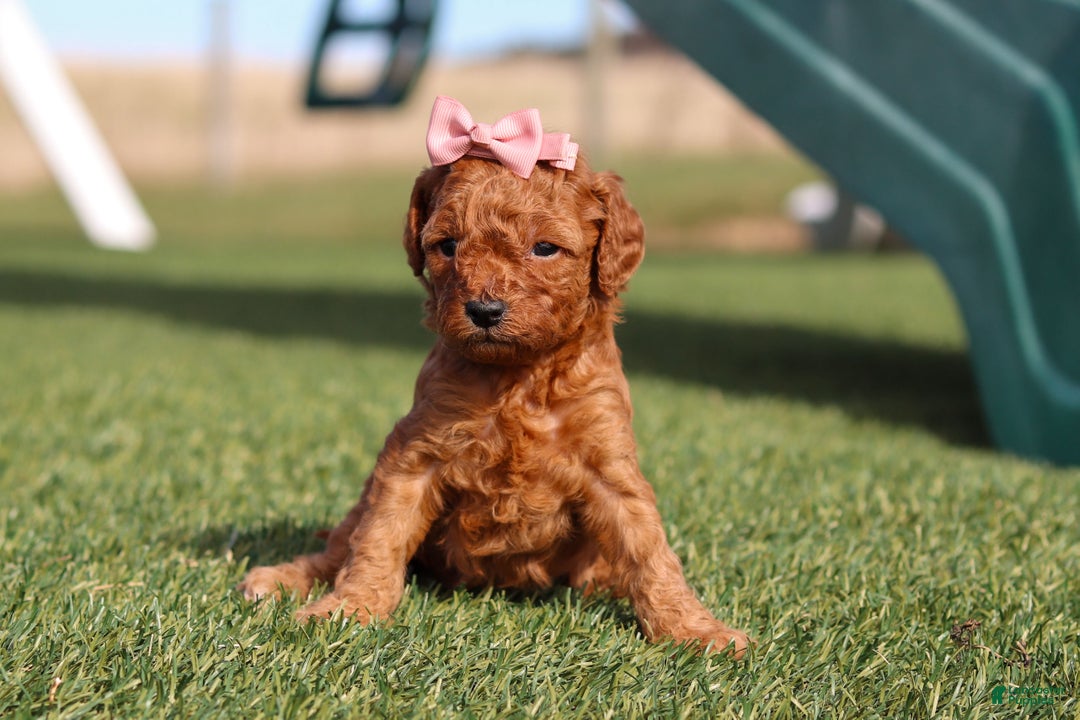 Cavapoo dogs for sale: Brooke - Ad 1