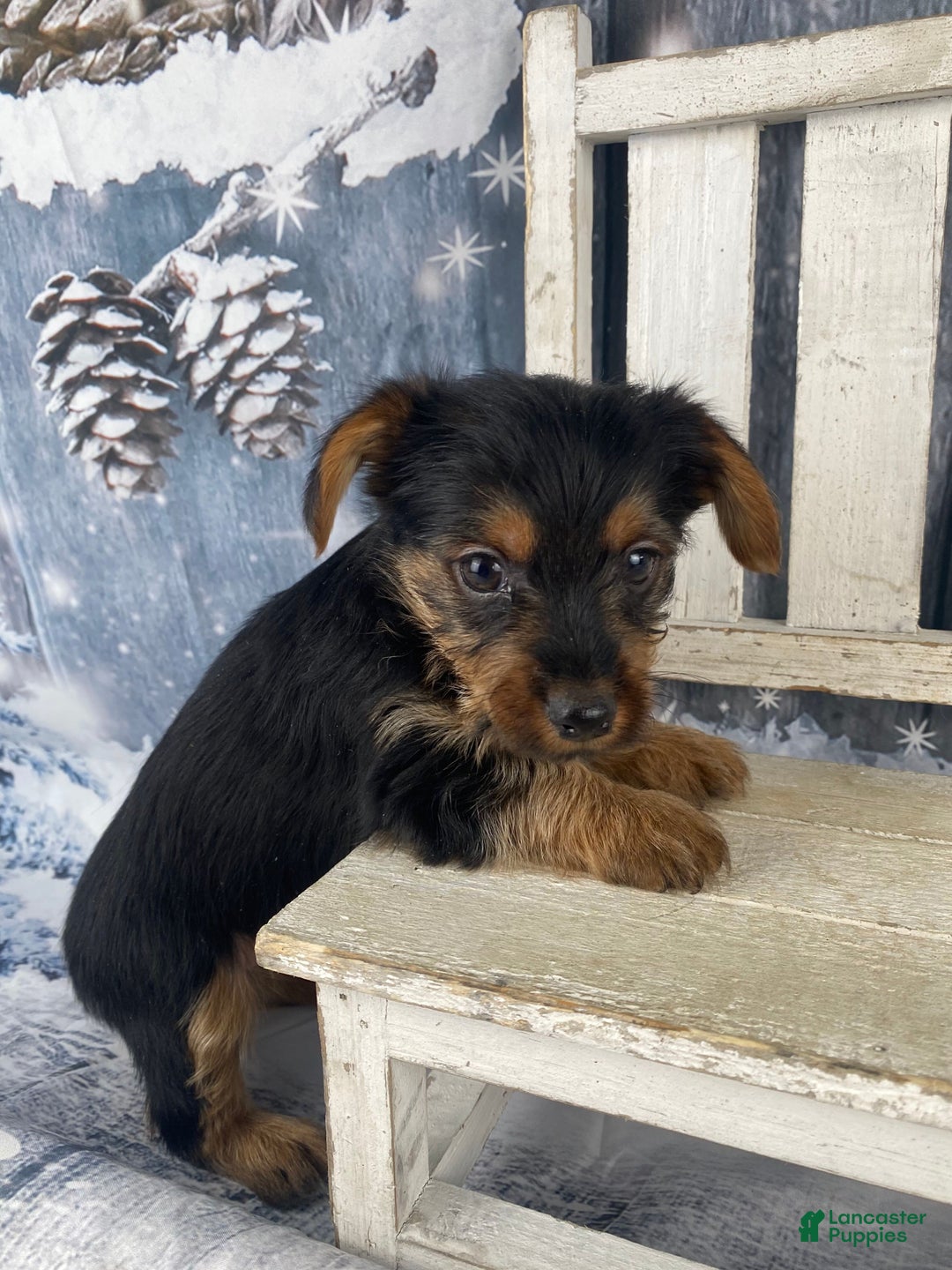 Yorkshire Terrier dogs for sale: Xavy - Ad 3