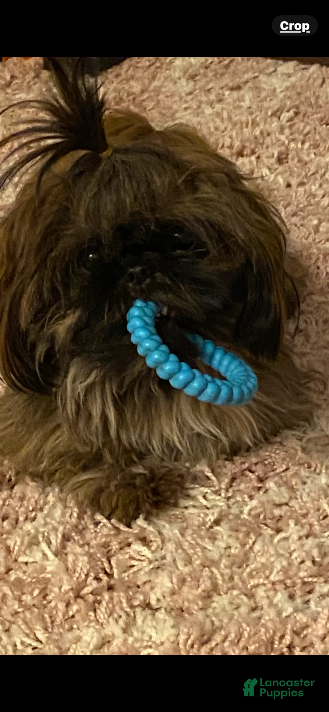 Shih Tzu dogs for sale: Shih Tzu Puppy 3 - Ad 9