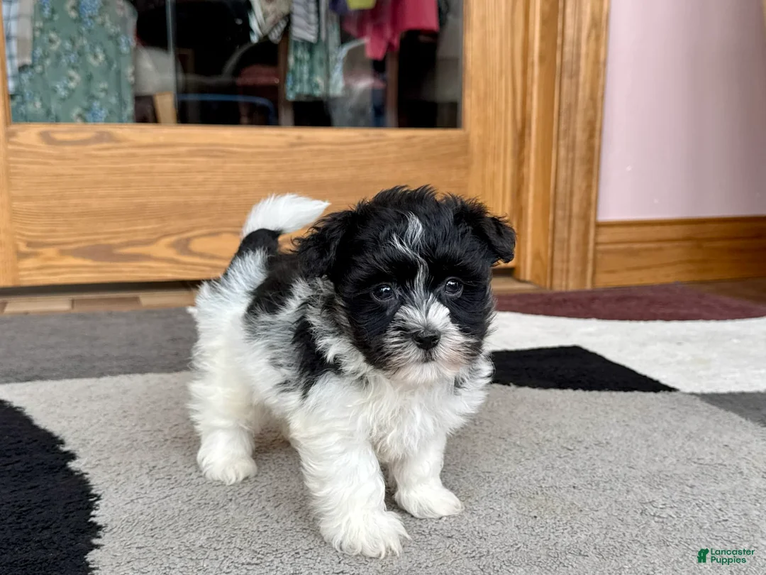 Havanese dogs for sale: Jared - Ad 10