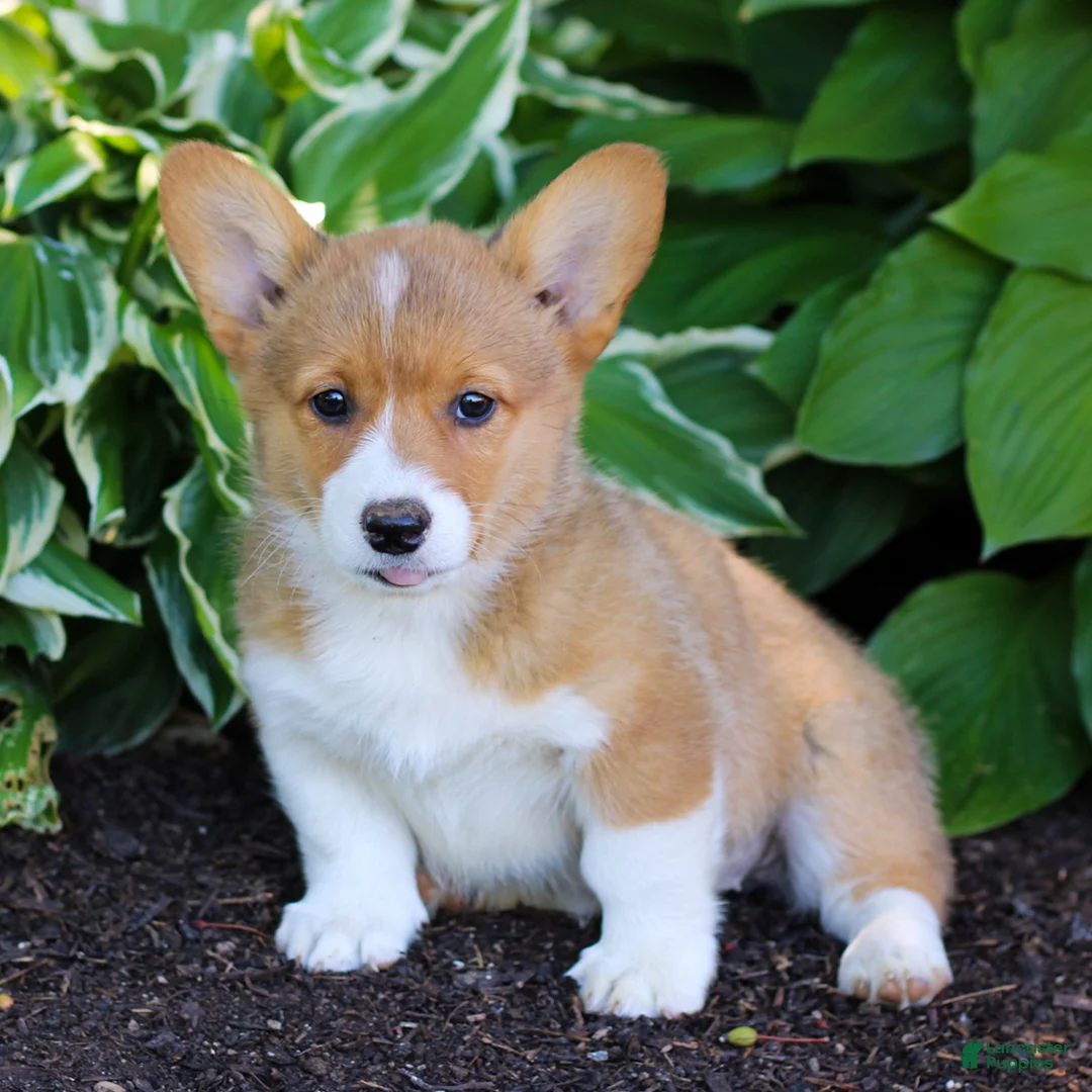 Welsh Corgi Pembroke dogs for sale: Kenzie  - Ad 2